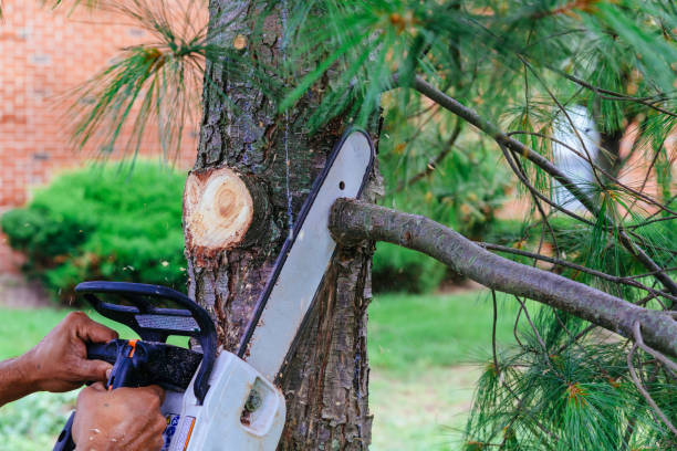 Best Tree Trimming and Pruning  in Liberty Triangle, FL